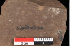 Foto (Detailansicht) von Glyptostrobus ungeri Heer (NHMW-GEO-2024-0188-0186)